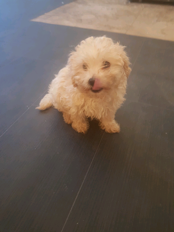 maltipoo gumtree